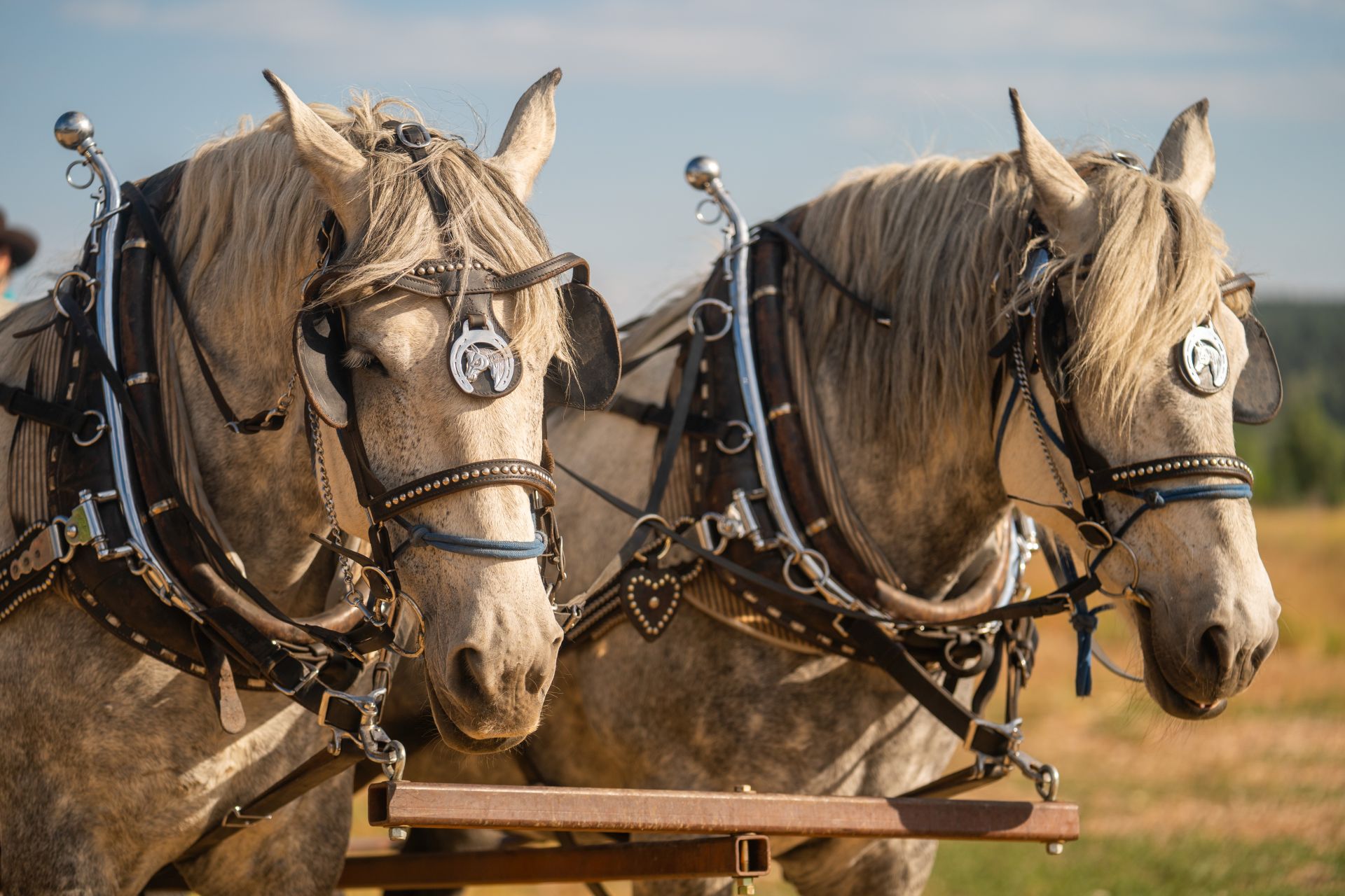 Horses pulling a carriage