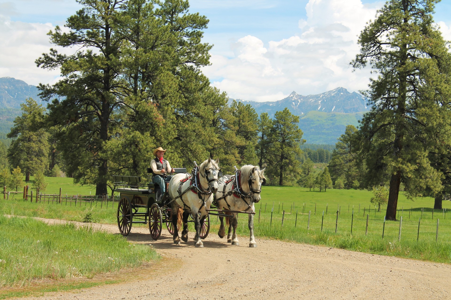 Cowboy drives two horses pulling a carriage with mountains in the background