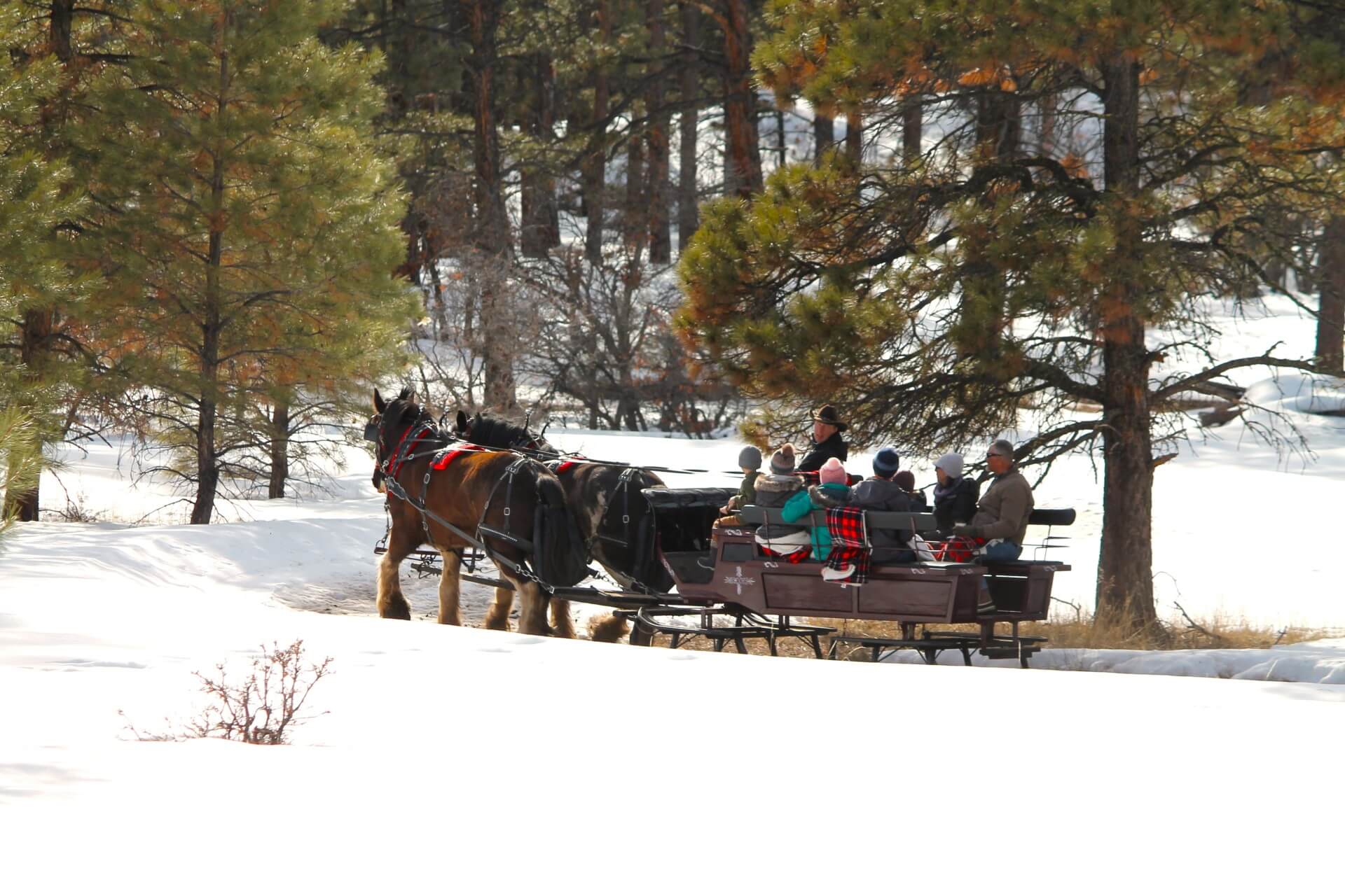 Pagosa Springs Sleigh Ride in the snow